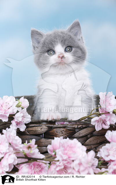 Britisch Kurzhaar Ktzchen / British Shorthair Kitten / RR-82014