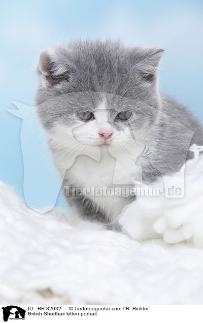 Britisch Kurzhaar Ktzchen Portrait / British Shorthair kitten portrait / RR-82032