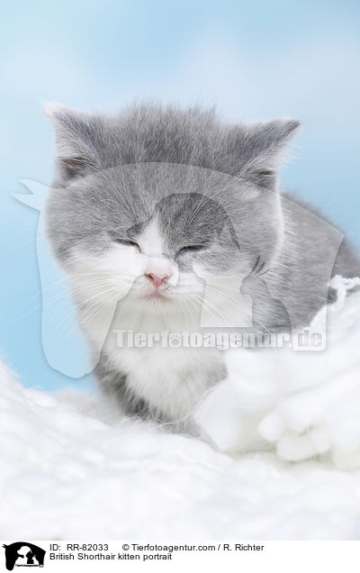 Britisch Kurzhaar Ktzchen Portrait / British Shorthair kitten portrait / RR-82033