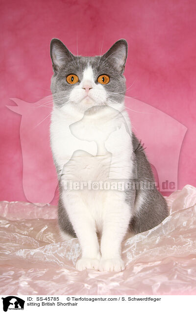 sitzende Britisch Kurzhaar / sitting British Shorthair / SS-45785