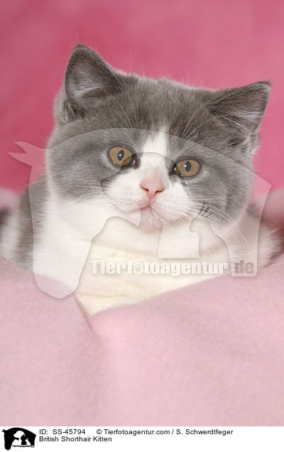 Britisch Kurzhaar Ktzchen / British Shorthair Kitten / SS-45794