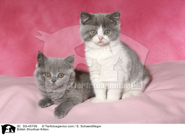 Britisch Kurzhaar Ktzchen / British Shorthair Kitten / SS-45799