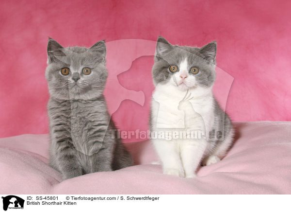 Britisch Kurzhaar Ktzchen / British Shorthair Kitten / SS-45801