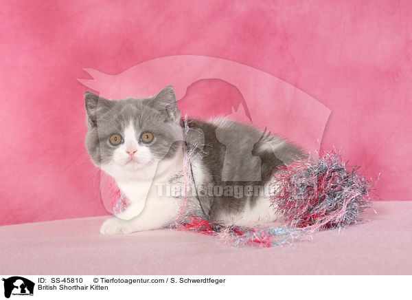 Britisch Kurzhaar Ktzchen / British Shorthair Kitten / SS-45810