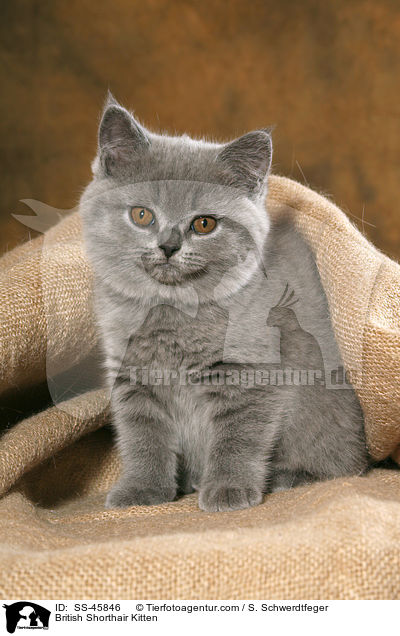 Britisch Kurzhaar Ktzchen / British Shorthair Kitten / SS-45846