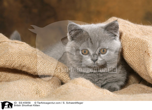 Britisch Kurzhaar Ktzchen / British Shorthair Kitten / SS-45858