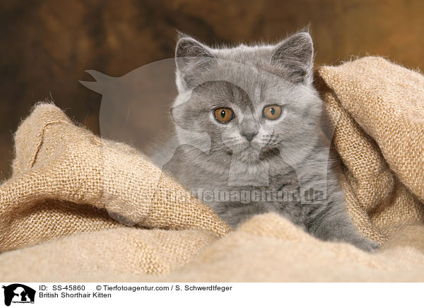 Britisch Kurzhaar Ktzchen / British Shorthair Kitten / SS-45860