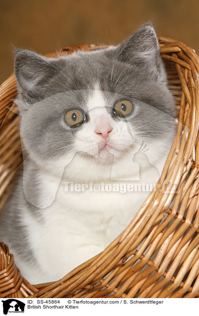 Britisch Kurzhaar Ktzchen / British Shorthair Kitten / SS-45864