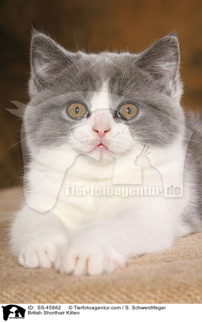 Britisch Kurzhaar Ktzchen / British Shorthair Kitten / SS-45882