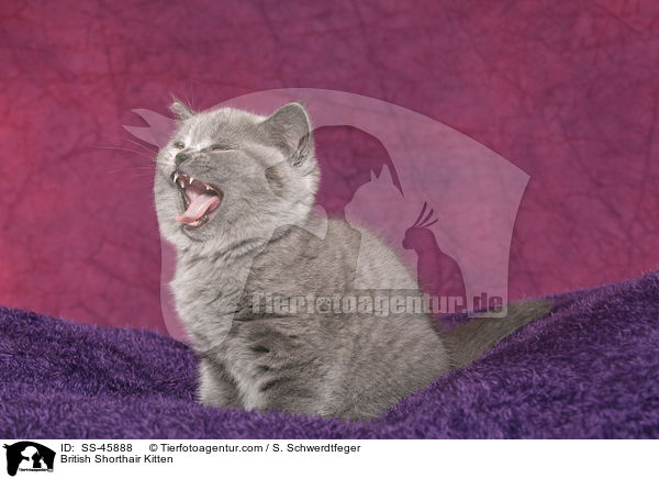 British Shorthair Kitten / SS-45888