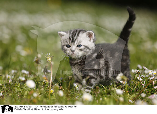 Britisch Kurzhaar Ktzchen im Grnen / British Shorthair Kitten in the countryside / RR-83050