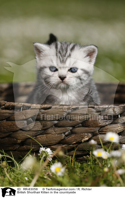 Britisch Kurzhaar Ktzchen im Grnen / British Shorthair Kitten in the countryside / RR-83058