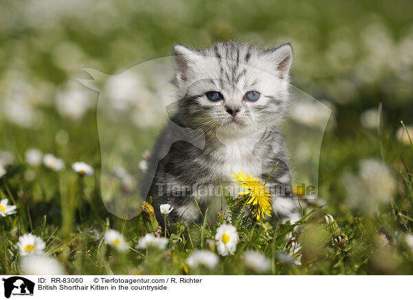 Britisch Kurzhaar Ktzchen im Grnen / British Shorthair Kitten in the countryside / RR-83060