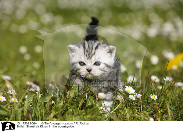 Britisch Kurzhaar Ktzchen im Grnen / British Shorthair Kitten in the countryside / RR-83064