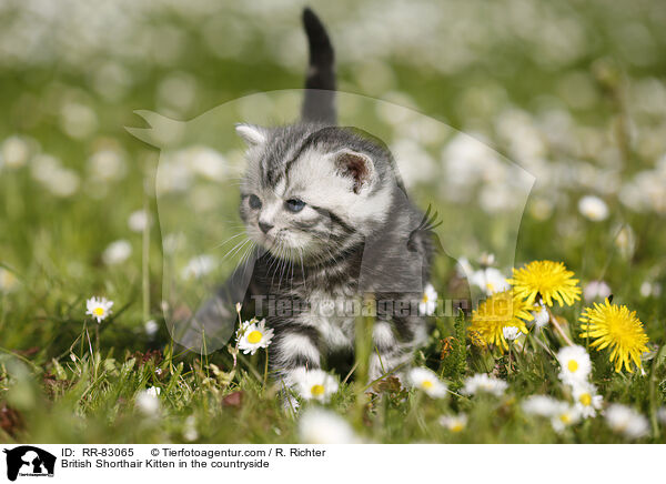 Britisch Kurzhaar Ktzchen im Grnen / British Shorthair Kitten in the countryside / RR-83065