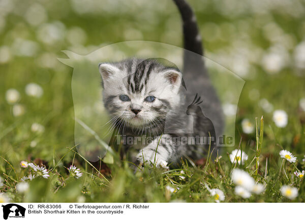 Britisch Kurzhaar Ktzchen im Grnen / British Shorthair Kitten in the countryside / RR-83066