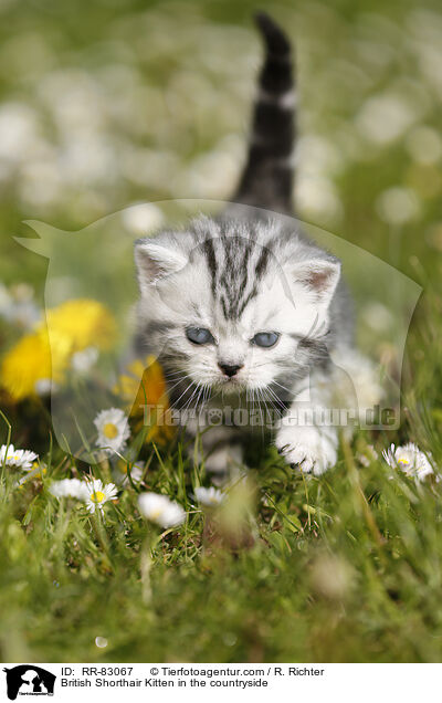 Britisch Kurzhaar Ktzchen im Grnen / British Shorthair Kitten in the countryside / RR-83067