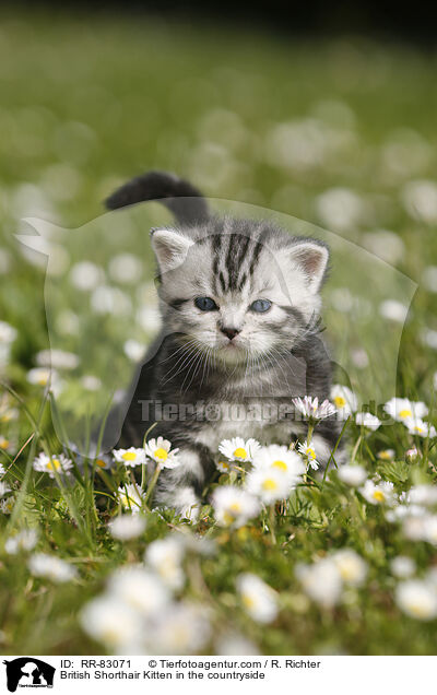 Britisch Kurzhaar Ktzchen im Grnen / British Shorthair Kitten in the countryside / RR-83071