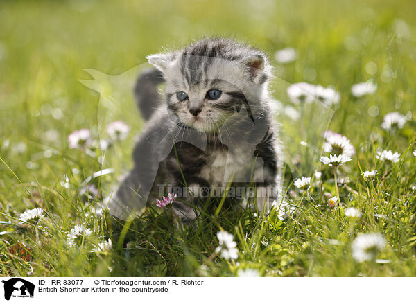 Britisch Kurzhaar Ktzchen im Grnen / British Shorthair Kitten in the countryside / RR-83077
