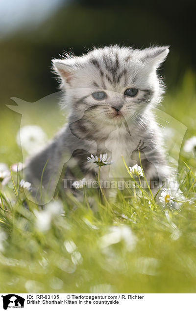 Britisch Kurzhaar Ktzchen im Grnen / British Shorthair Kitten in the countryside / RR-83135