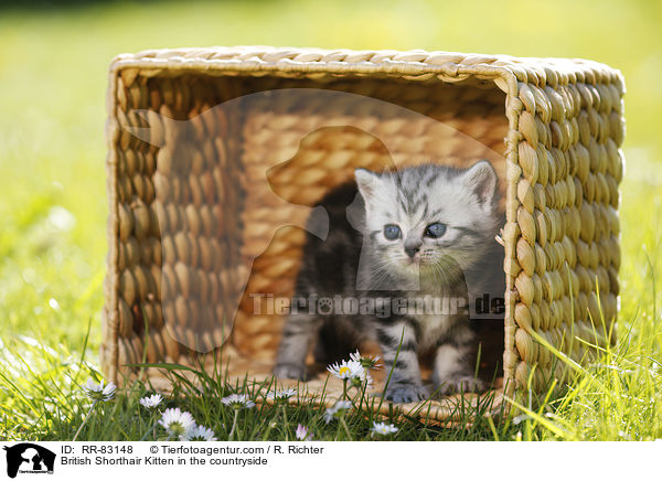 Britisch Kurzhaar Ktzchen im Grnen / British Shorthair Kitten in the countryside / RR-83148