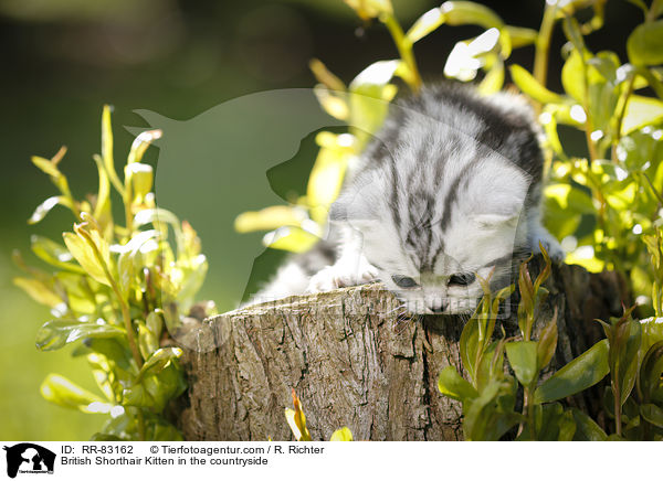 Britisch Kurzhaar Ktzchen im Grnen / British Shorthair Kitten in the countryside / RR-83162