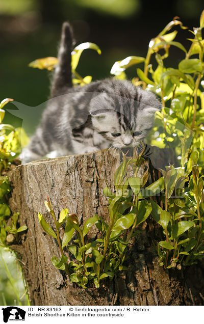 Britisch Kurzhaar Ktzchen im Grnen / British Shorthair Kitten in the countryside / RR-83163