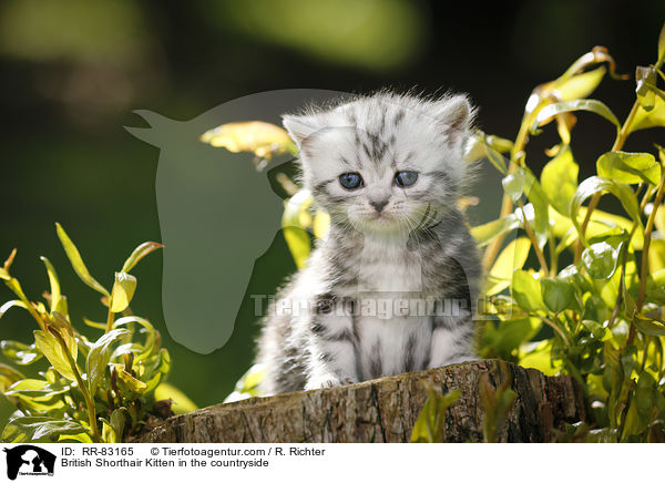 Britisch Kurzhaar Ktzchen im Grnen / British Shorthair Kitten in the countryside / RR-83165