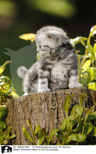 Britisch Kurzhaar Ktzchen im Grnen / British Shorthair Kitten in the countryside / RR-83166