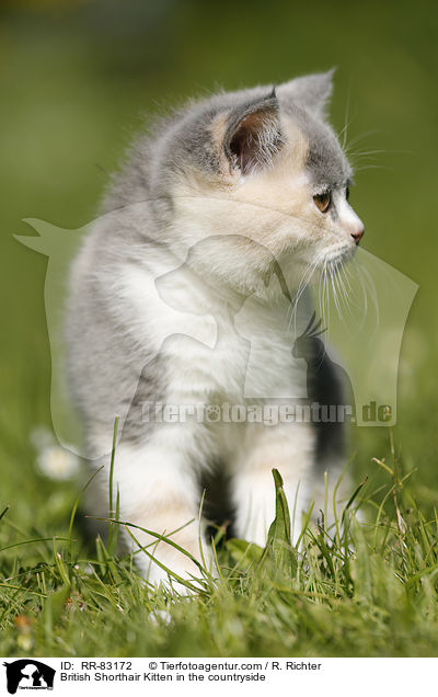 Britisch Kurzhaar Ktzchen im Grnen / British Shorthair Kitten in the countryside / RR-83172