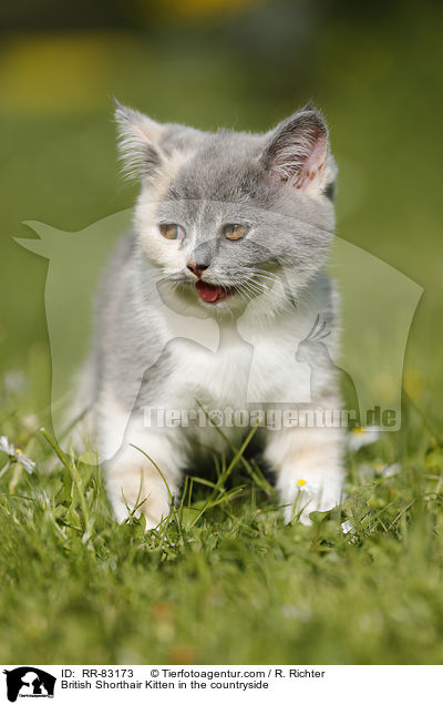 Britisch Kurzhaar Ktzchen im Grnen / British Shorthair Kitten in the countryside / RR-83173