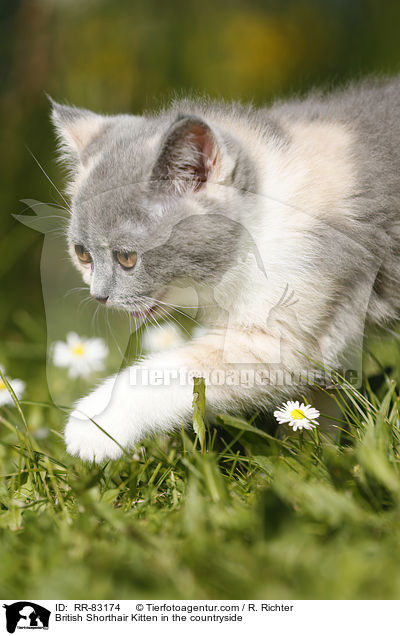 British Shorthair Kitten in the countryside / RR-83174