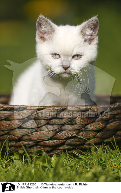 Britisch Kurzhaar Ktzchen im Grnen / British Shorthair Kitten in the countryside / RR-83200