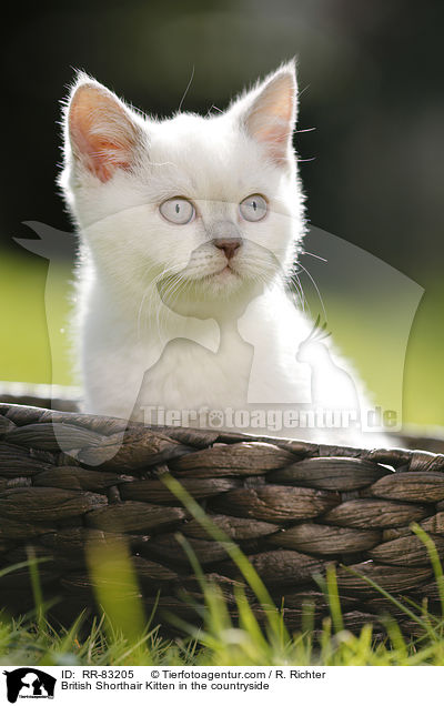 Britisch Kurzhaar Ktzchen im Grnen / British Shorthair Kitten in the countryside / RR-83205