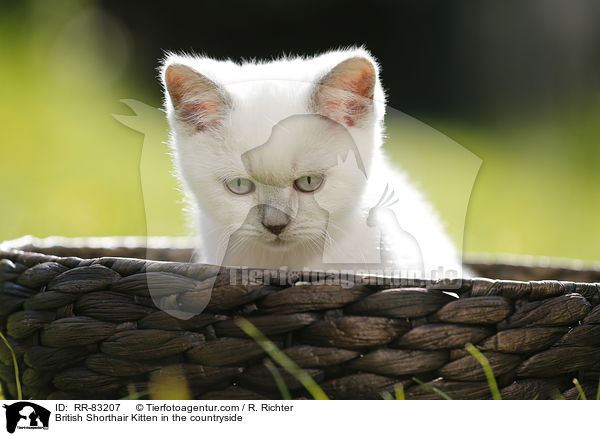 Britisch Kurzhaar Ktzchen im Grnen / British Shorthair Kitten in the countryside / RR-83207
