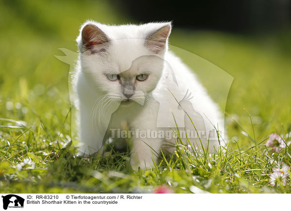 Britisch Kurzhaar Ktzchen im Grnen / British Shorthair Kitten in the countryside / RR-83210