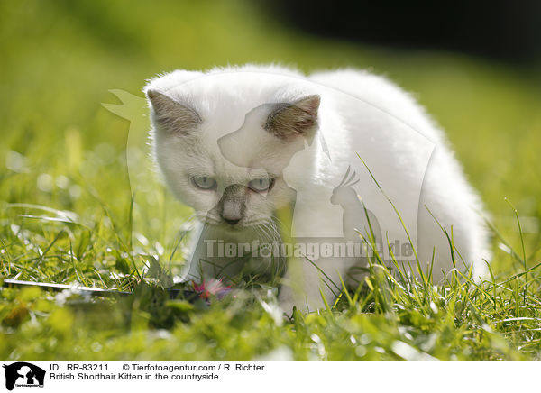Britisch Kurzhaar Ktzchen im Grnen / British Shorthair Kitten in the countryside / RR-83211