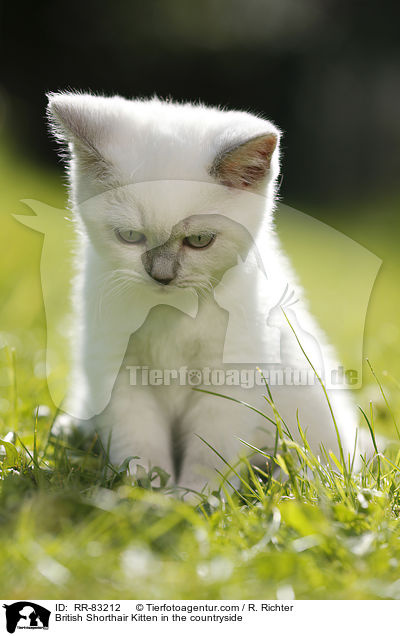 Britisch Kurzhaar Ktzchen im Grnen / British Shorthair Kitten in the countryside / RR-83212