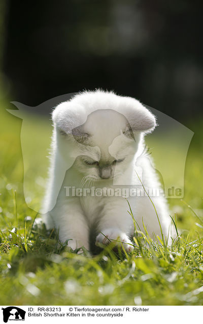 Britisch Kurzhaar Ktzchen im Grnen / British Shorthair Kitten in the countryside / RR-83213