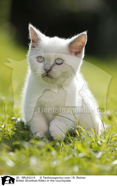 Britisch Kurzhaar Ktzchen im Grnen / British Shorthair Kitten in the countryside / RR-83214