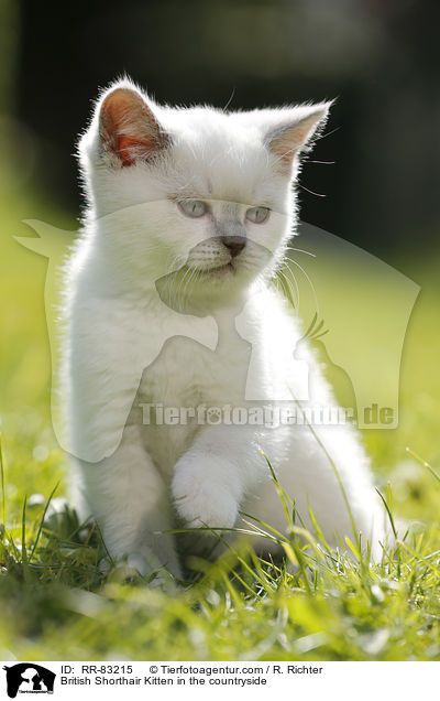 Britisch Kurzhaar Ktzchen im Grnen / British Shorthair Kitten in the countryside / RR-83215