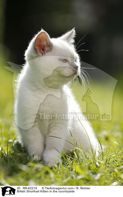 Britisch Kurzhaar Ktzchen im Grnen / British Shorthair Kitten in the countryside / RR-83216