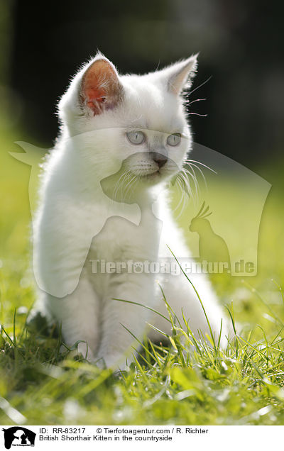 Britisch Kurzhaar Ktzchen im Grnen / British Shorthair Kitten in the countryside / RR-83217