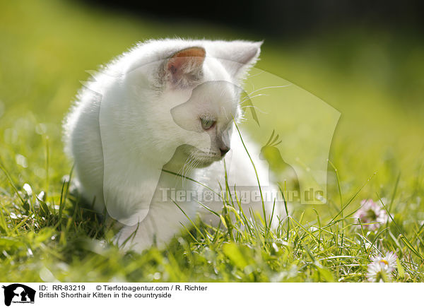 Britisch Kurzhaar Ktzchen im Grnen / British Shorthair Kitten in the countryside / RR-83219
