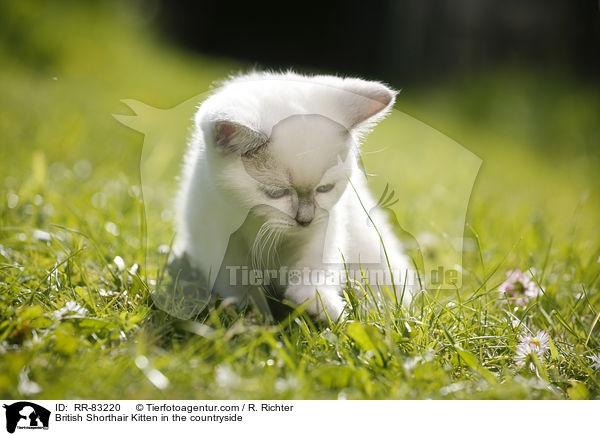 Britisch Kurzhaar Ktzchen im Grnen / British Shorthair Kitten in the countryside / RR-83220