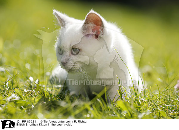 Britisch Kurzhaar Ktzchen im Grnen / British Shorthair Kitten in the countryside / RR-83221