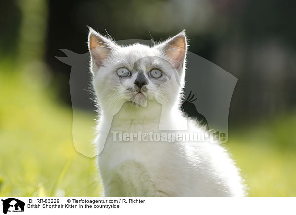 Britisch Kurzhaar Ktzchen im Grnen / British Shorthair Kitten in the countryside / RR-83229