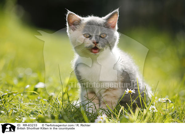 Britisch Kurzhaar Ktzchen im Grnen / British Shorthair Kitten in the countryside / RR-83233