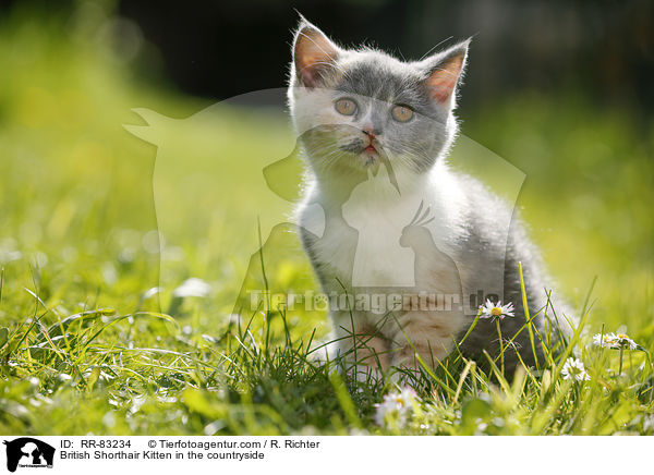 Britisch Kurzhaar Ktzchen im Grnen / British Shorthair Kitten in the countryside / RR-83234