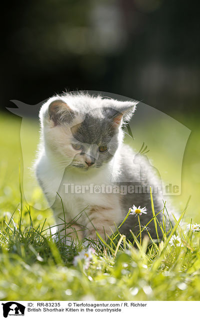 Britisch Kurzhaar Ktzchen im Grnen / British Shorthair Kitten in the countryside / RR-83235